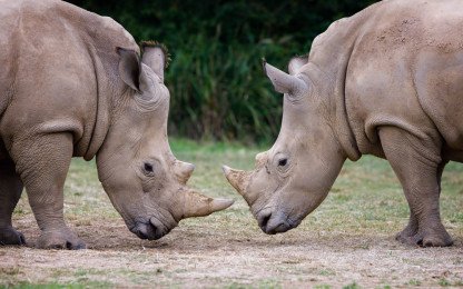 Uganda Wildlife Complete Circuit